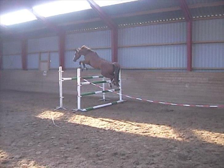 Anden særlig race Suspicious Firefly Flip SOLGT - Løsspring 140cm billede 11