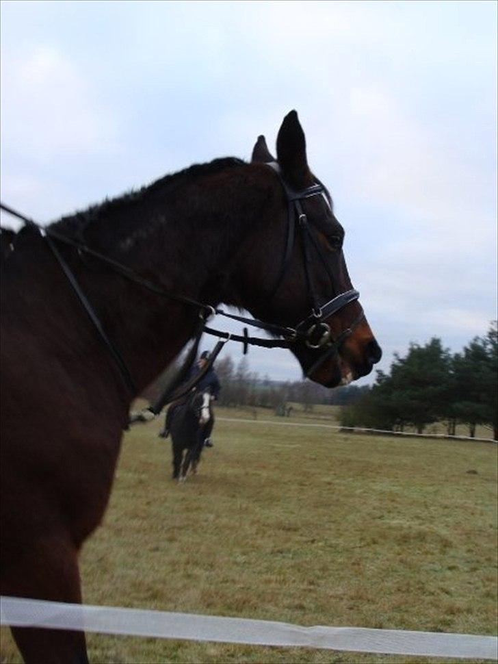 Traver elvis holamger billede 5