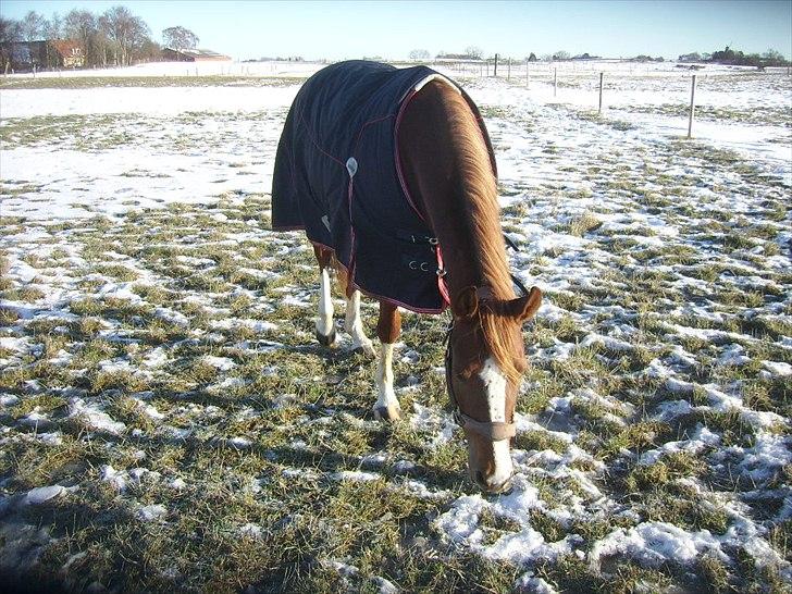 Anden særlig race Suspicious Firefly Flip SOLGT billede 13