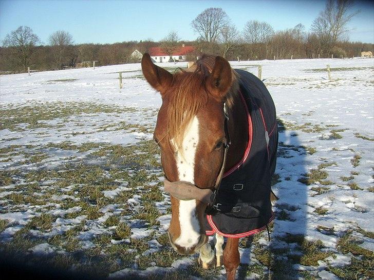 Anden særlig race Suspicious Firefly Flip SOLGT billede 14