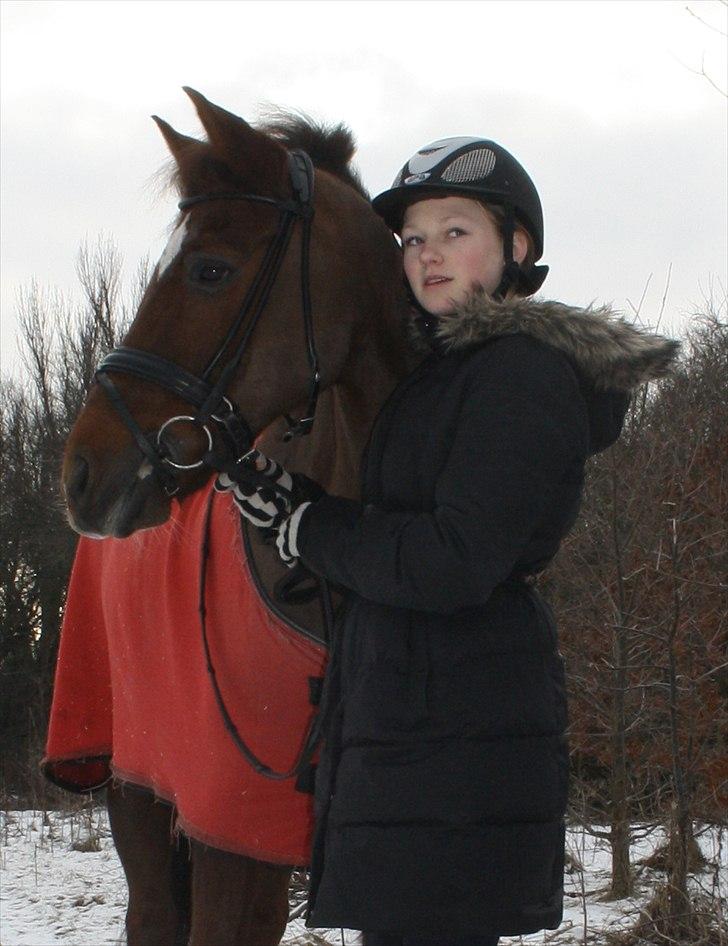 New Forest Berktzicht Ronald *Bruce* R.I.P. <3 - 10// Ponyen poserer fint ;) <3 // 29/01-11 // PL-foto. billede 10