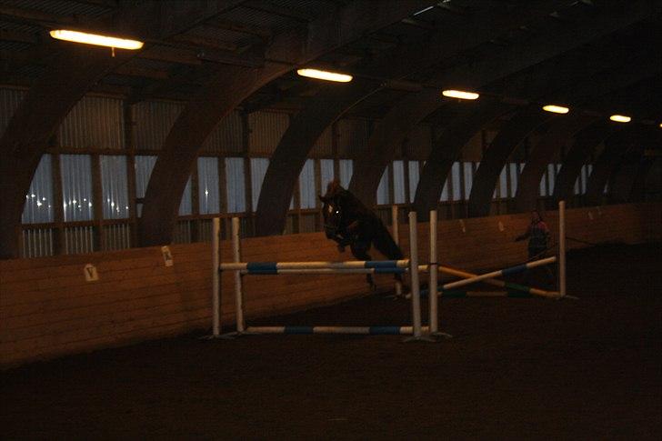 New Forest Berktzicht Ronald *Bruce* R.I.P. <3 - 11// Løsspringning, så dygtig!<3 // 14/11-10 // MCL-foto. billede 11