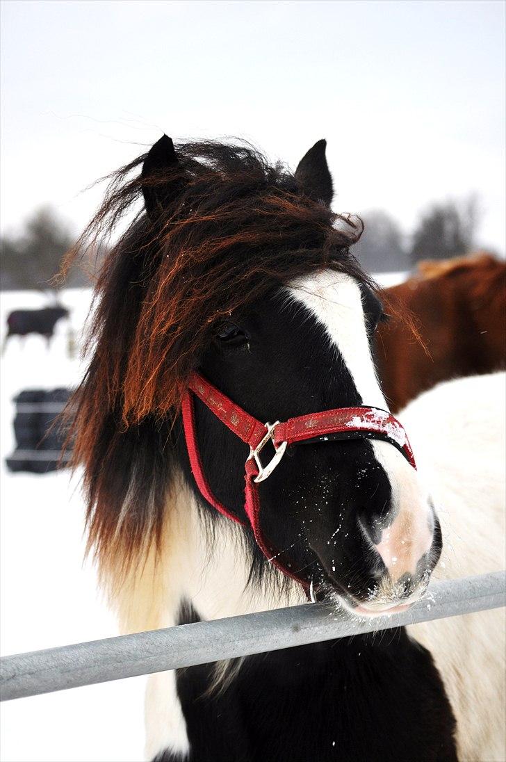 Tinker Lady Harmonie<3 (træner) - Verdens smukkeste baby prut<3 billede 3