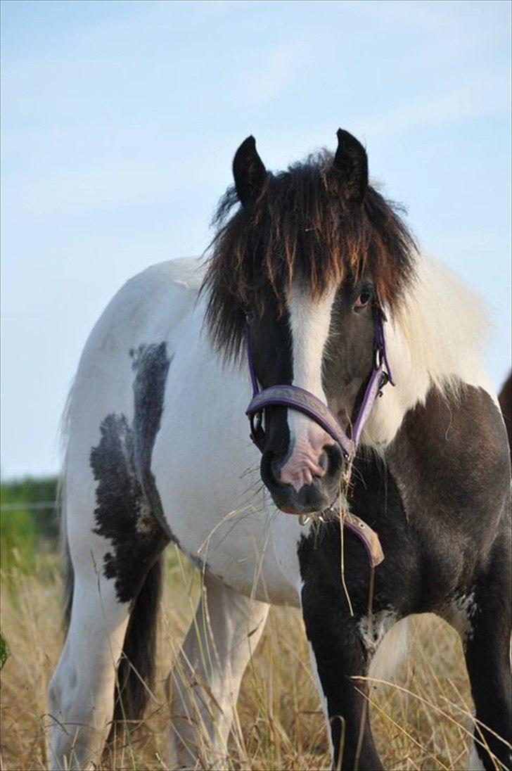 Tinker Lady Harmonie<3 (træner) - Baby hesten på sommer græs<3  billede 8