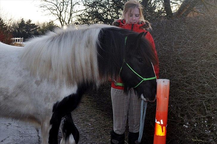 Tinker Lady Harmonie<3 (træner) - Hendes første tur uden moar :)<3 billede 13
