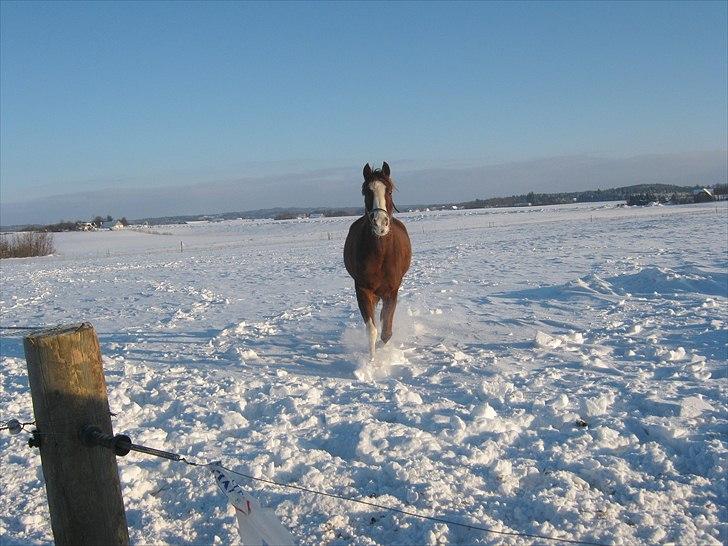 Arabisk fuldblod (OX) ryttergårdens Shado billede 14