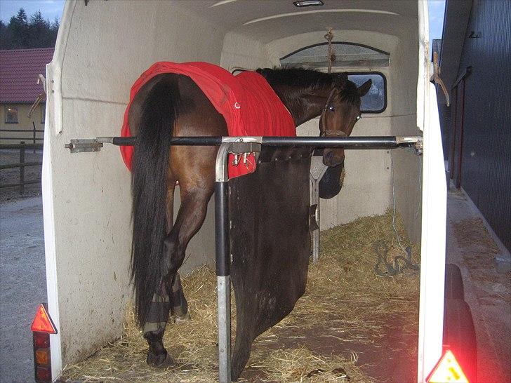 Trakehner Miss Marple - 2010 - Så er trailertræningen på plads:-) billede 10