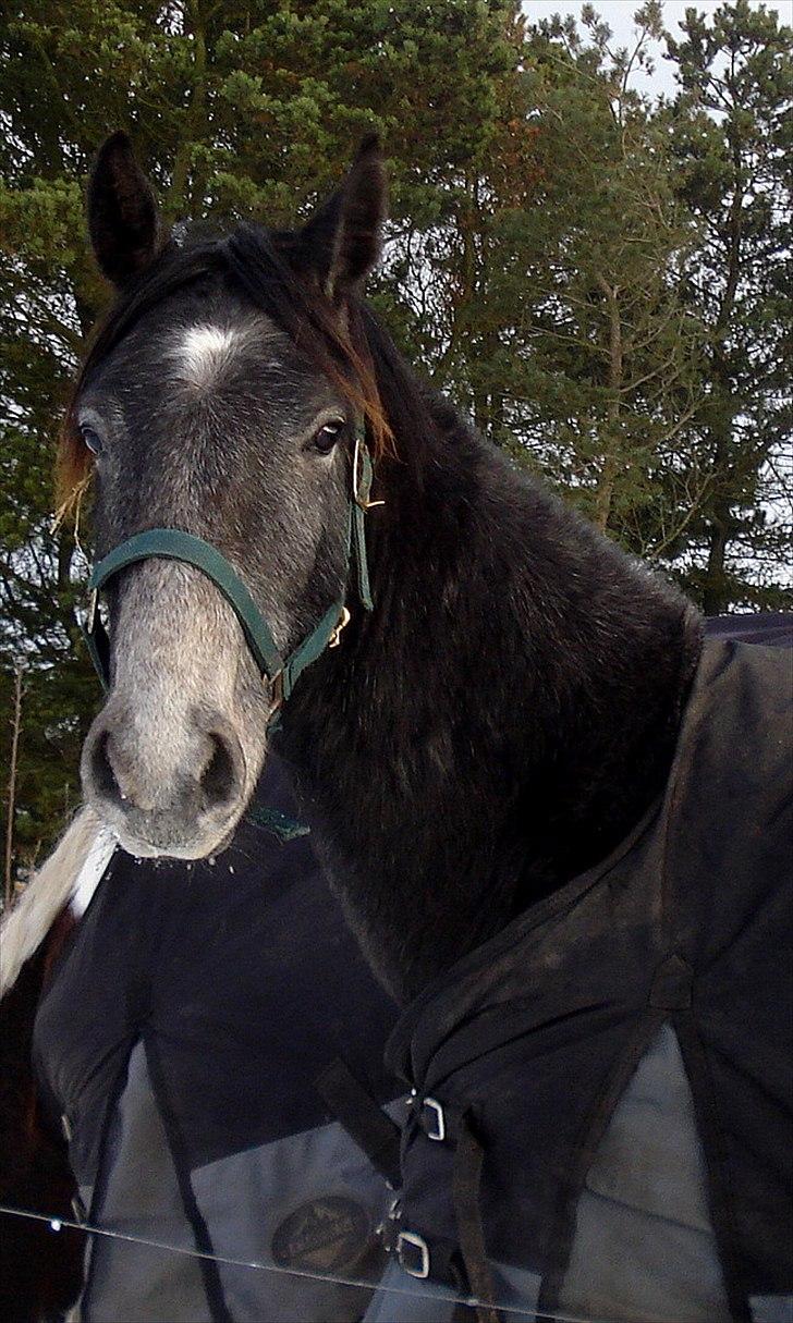 Anden særlig race Olander af Bakkegården billede 19