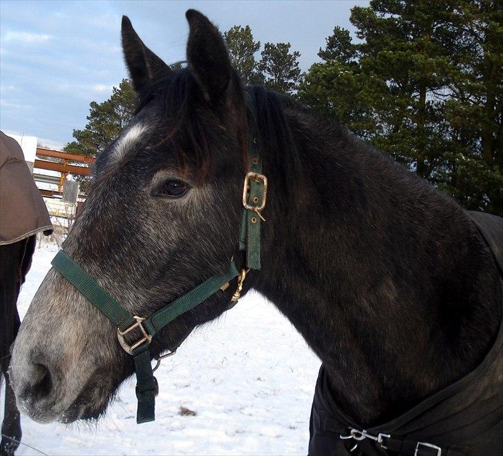 Anden særlig race Olander af Bakkegården billede 20