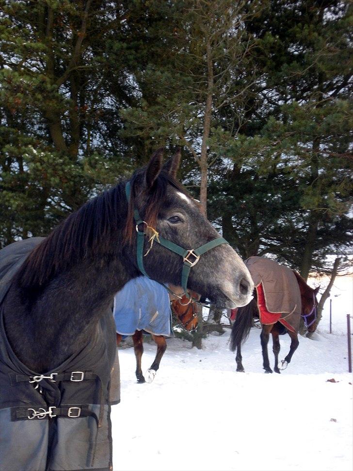 Anden særlig race Olander af Bakkegården billede 21