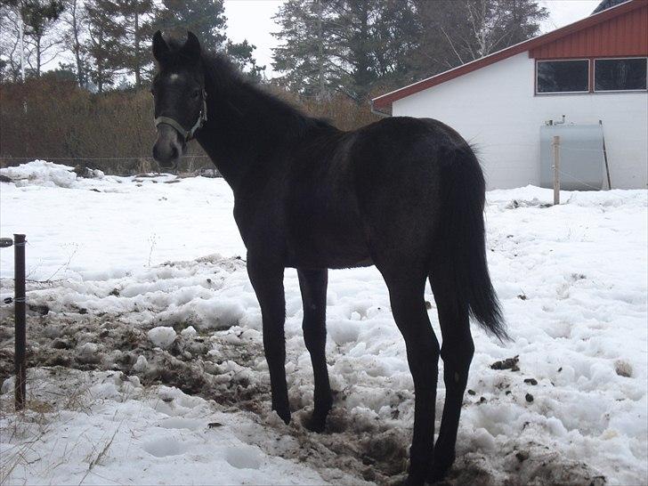 Anden særlig race Olander af Bakkegården billede 22