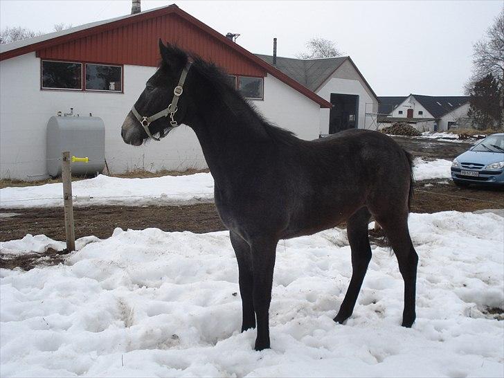 Anden særlig race Olander af Bakkegården billede 23