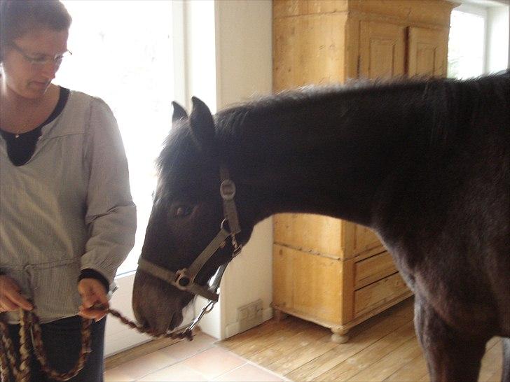 Anden særlig race Olander af Bakkegården billede 24
