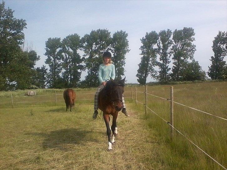 Anden særlig race Jackie´s figther (Flicka) billede 11