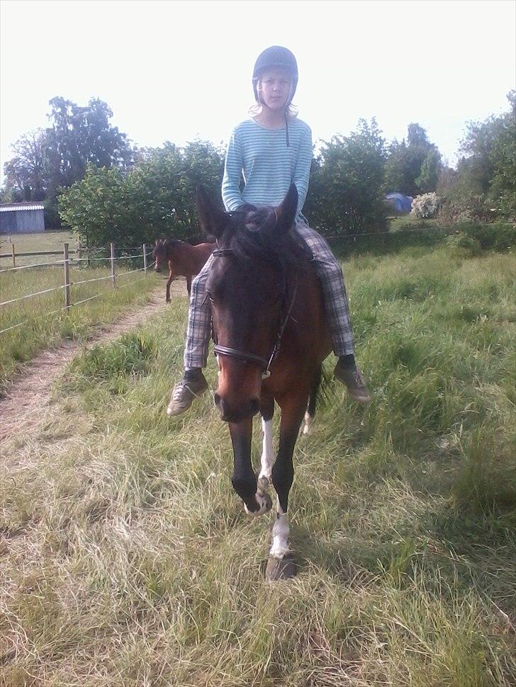 Anden særlig race Jackie´s figther (Flicka) billede 12