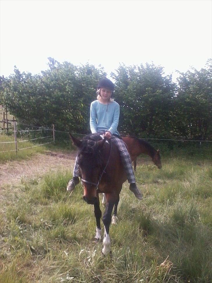 Anden særlig race Jackie´s figther (Flicka) billede 13