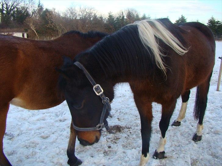 Anden særlig race Jackie´s figther (Flicka) billede 15