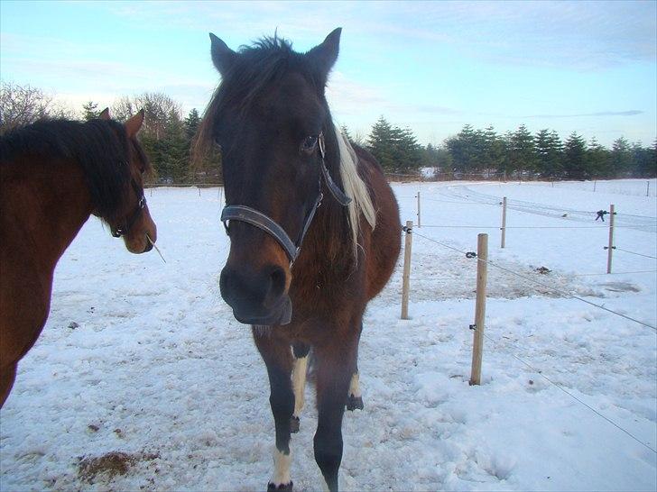 Anden særlig race Jackie´s figther (Flicka) billede 16