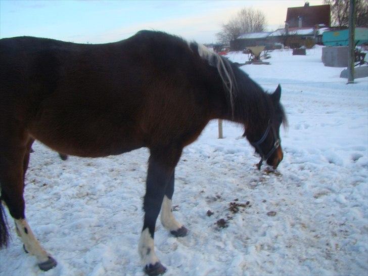 Anden særlig race Jackie´s figther (Flicka) billede 17