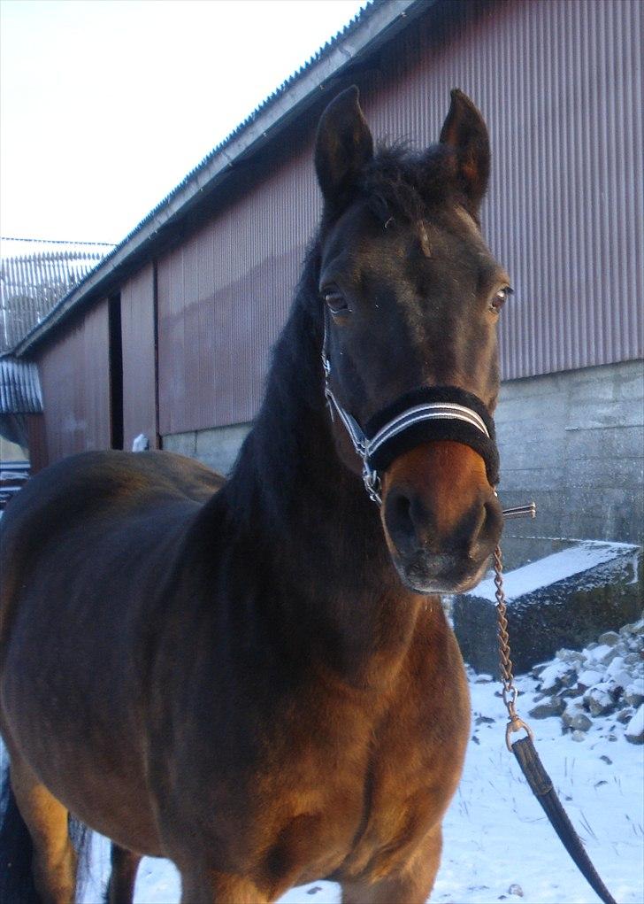 DSP Ricko *Gamle Part* et&alt - 17# Juleaften på RH med Amanda   -taget d. 24/12 -2010: Amanda billede 17