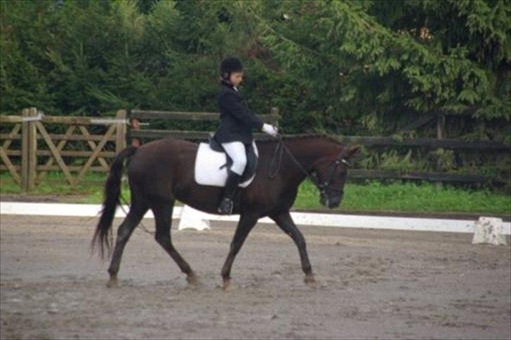 Anden særlig race Bella *SOLGT* billede 7