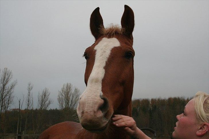 Frederiksborg Ricko Nydal  billede 14