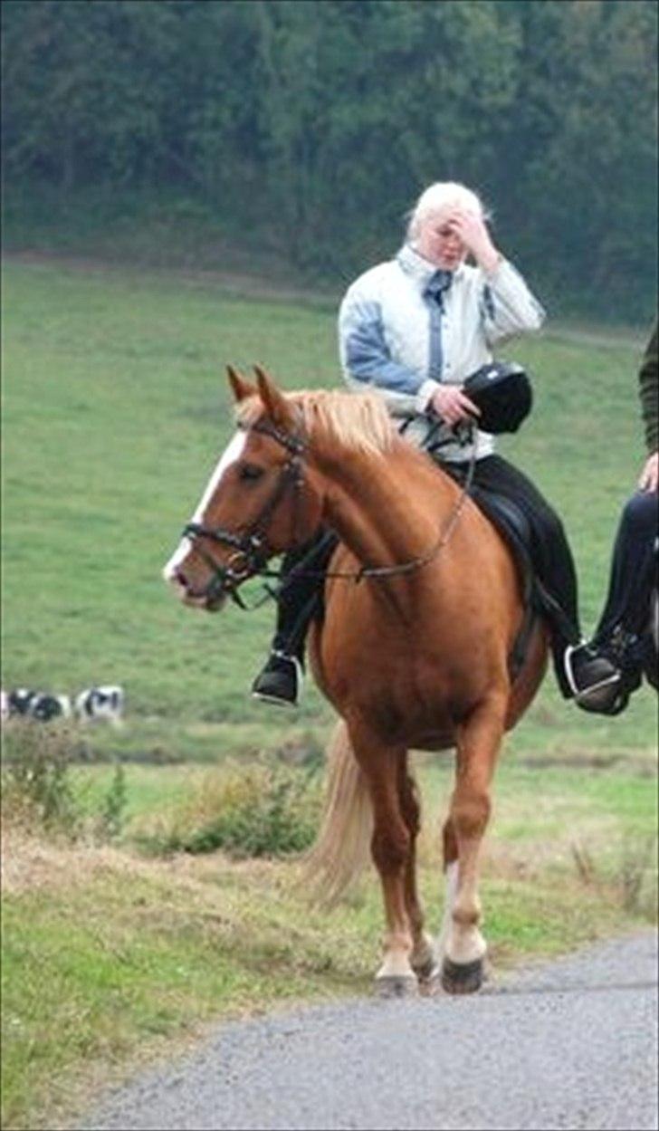 Frederiksborg Ricko Nydal  billede 15