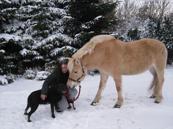 Fjordhest Skovvejens Rødtop (tidl part) - I´ll always remember you ! <3 billede 15