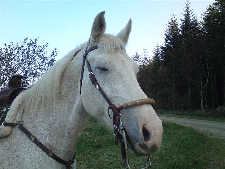 Shagya Araber (SH) Piccolo billede 9