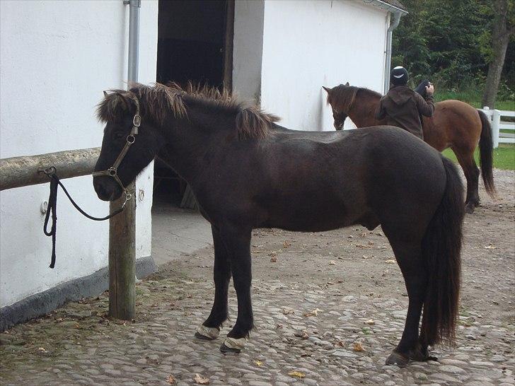 Islænder Krummi fra støvbogaard - Lige efter træning (; billede 19