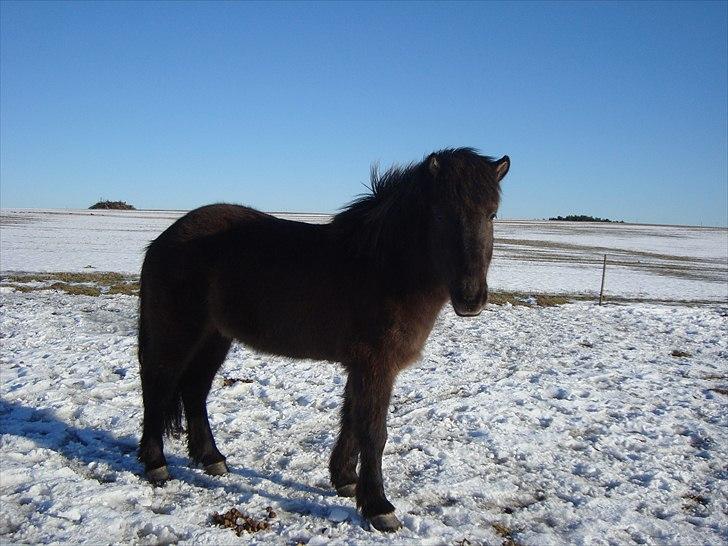 Islænder Krummi fra støvbogaard - En dejlig vinterdag <3 billede 20