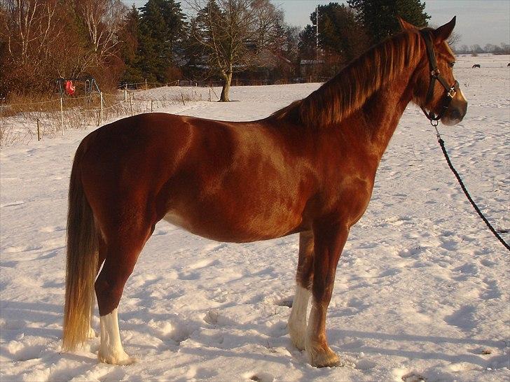 Welsh Cob (sec D) Lesto Seville - jan11 billede 19