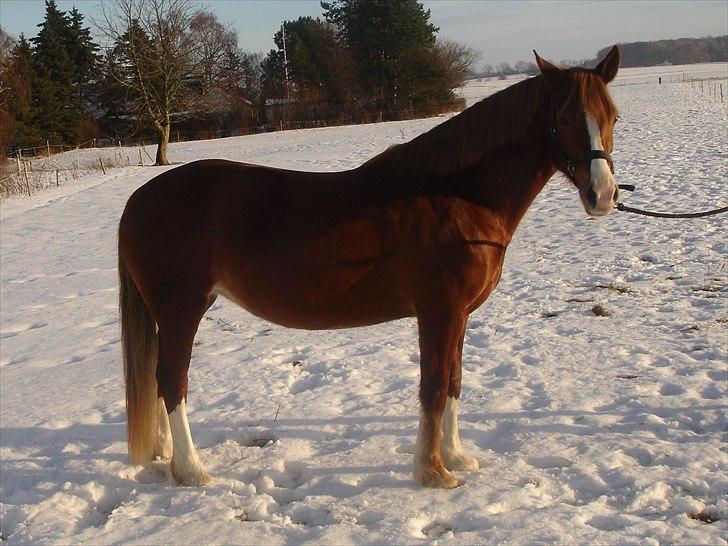 Welsh Cob (sec D) Lesto Seville - jan11 billede 20