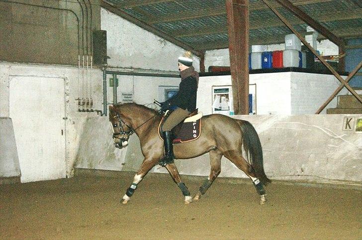 DSP Laban. - Rikke og Laban (trav) billede 9