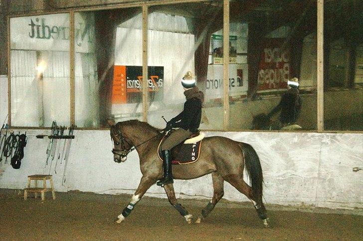 DSP Laban. - Rikke og Laban (trav) billede 10