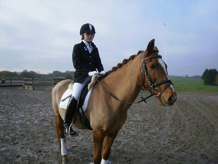 Anden særlig race Bulsara R.I.P - Stævne:) billede 13