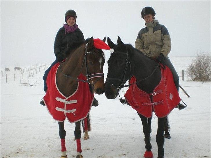 Anden særlig race Celia billede 16