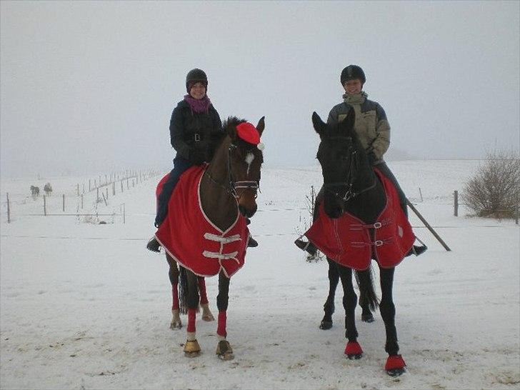 Anden særlig race Celia billede 17