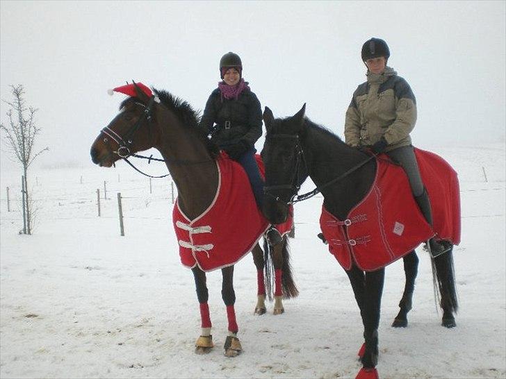 Anden særlig race Celia billede 18