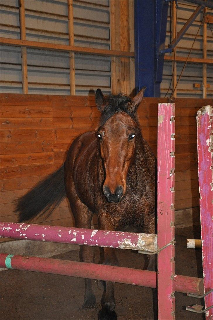 Traver Torino (Know It All) - Så er der pause midt i et spring, men det skal der jo også være plads til (: billede 11