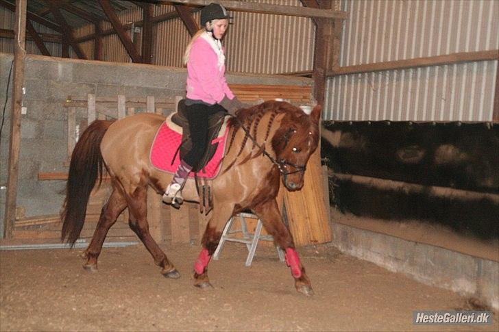 Anden særlig race Lundgaard's Chivas Regal - Dressur 6/1 -2011. Foto - Pernille Werenberg billede 7