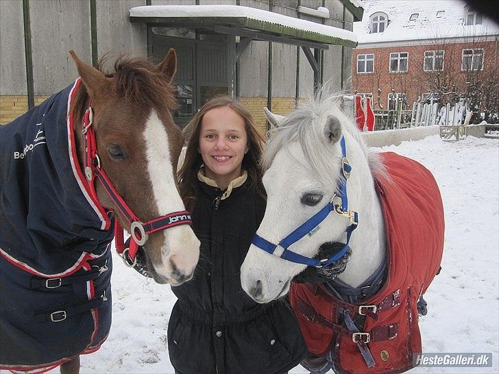 Tysk Sportspony Farina - Mine dejlige ponzer!<3foto:Celeste(søster)tak<3 billede 9