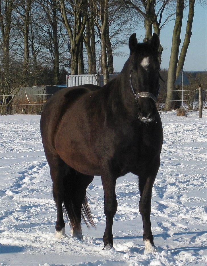 Anden særlig race Markus - Han ser da vist lidt bred ud her... billede 5