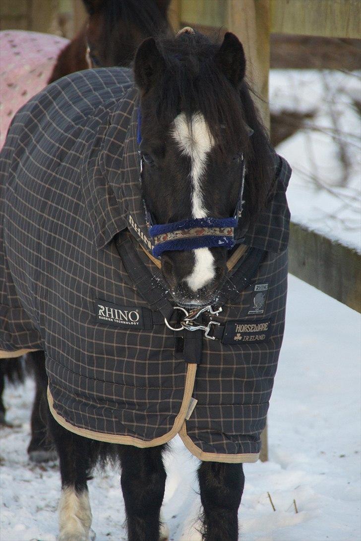 Dartmoor Torontos Rambo  - smukke pony!!! <3 foto Cille billede 4