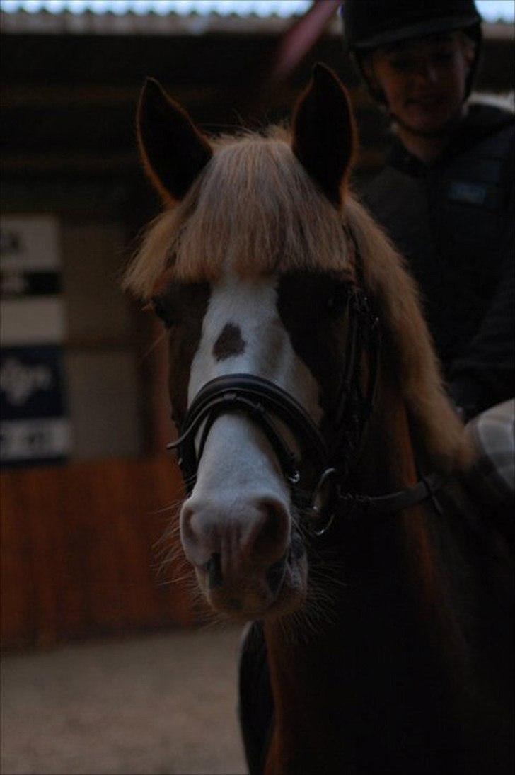 Hollandsk Sportspony Jan <3 SOLGT - Smukke pony! <3 billede 15