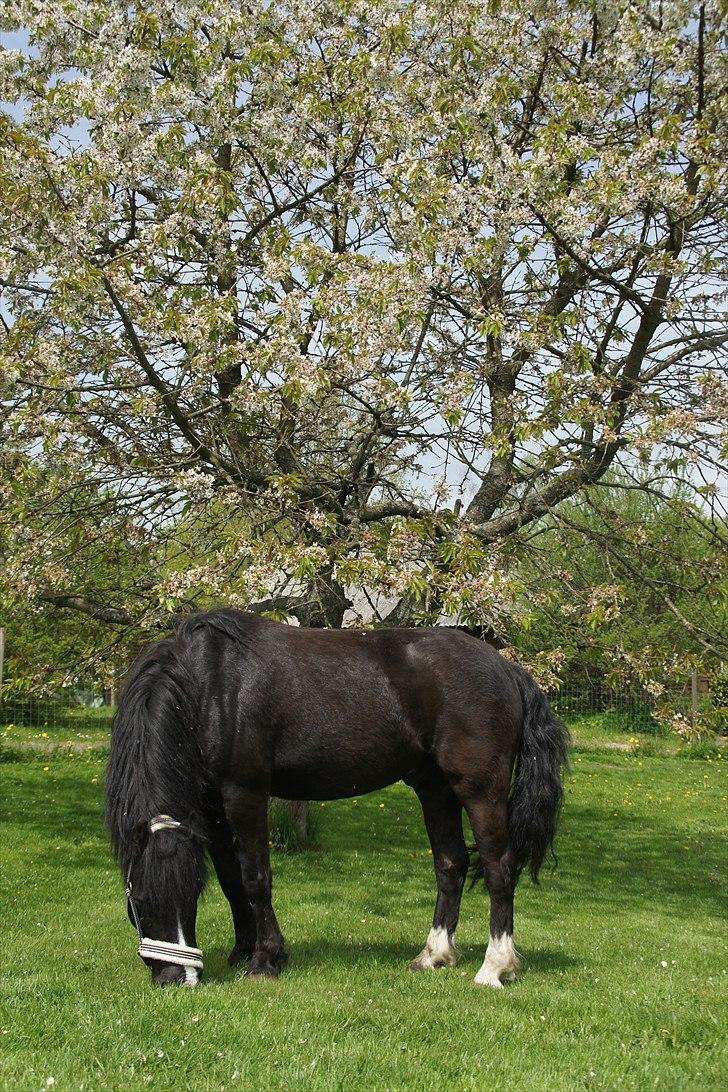 Dartmoor Torontos Rambo  - en dejlig sommer :) foto: Cille billede 5