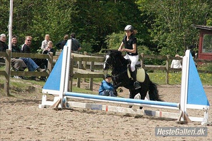 Dartmoor Torontos Rambo  - Stævne på ØRK :D 40 cm... billede 6