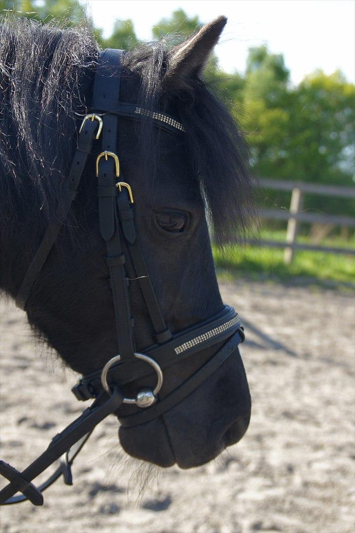 Dartmoor Torontos Rambo  - Rambo :) billede 7