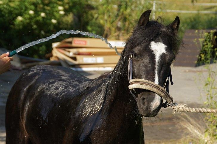 Dartmoor Torontos Rambo  - dejligt med lidt vand? hihi min lille vandhund :P billede 9