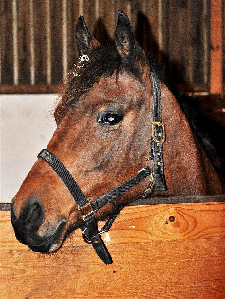 Anden særlig race Shania *part* - <3 billede 3